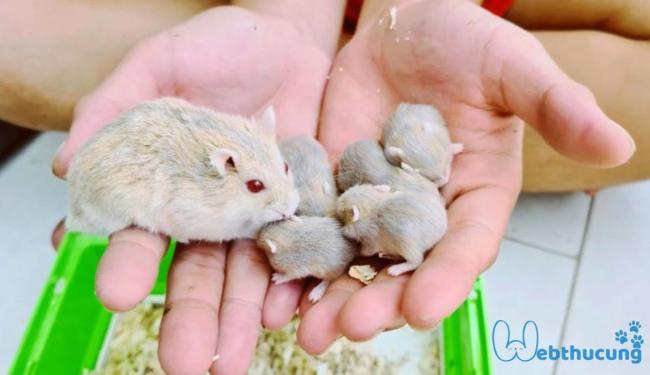 Tham khảo cách nuôi chuột Hamster sinh sản khỏe mạnh, nhanh hồi sức