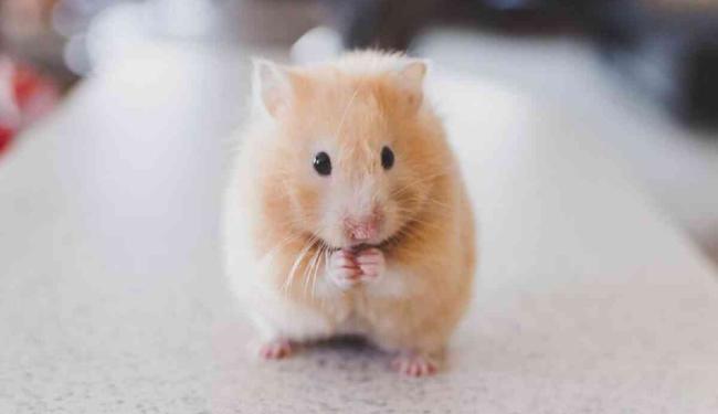 Tham khảo ngay 5 cách nuôi Hamster không bị hôi cực kỳ hiệu quả