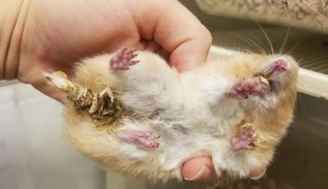 Chuột Hamster bị tiêu chảy do đâu? Hướng dẫn cách điều trị hiệu quả