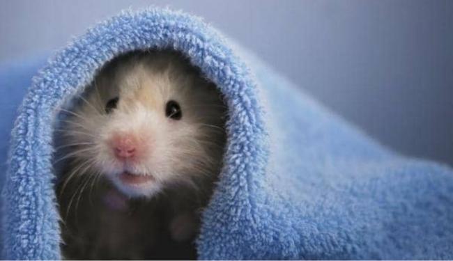 Có nên nuôi chuột Hamster trong phòng ngủ? Chọn chuồng nuôi Hamster