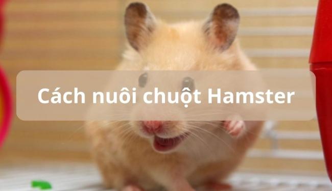 Hướng dẫn cách nuôi chuột Hamster tại nhà dễ nhất cho người mới