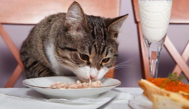 10 Loại thức ăn độc hại với mèo bạn nên tránh