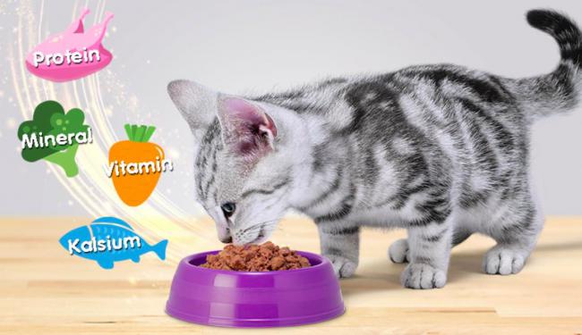 Mèo 2 tháng tuổi ăn gì tốt? Bí quyết chọn đồ ăn bổ dưỡng cho mèo