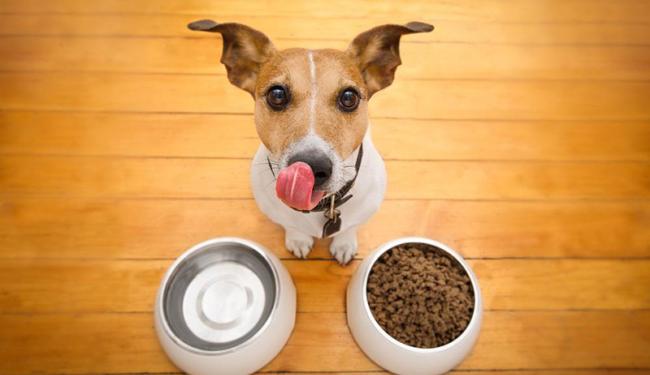 Top 4 Loại thực phẩm an toàn đối với chó